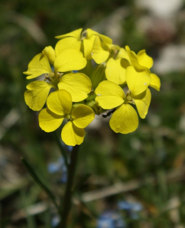 Erysimum cfr.  pseudorhaeticum  (Brassicaceae)